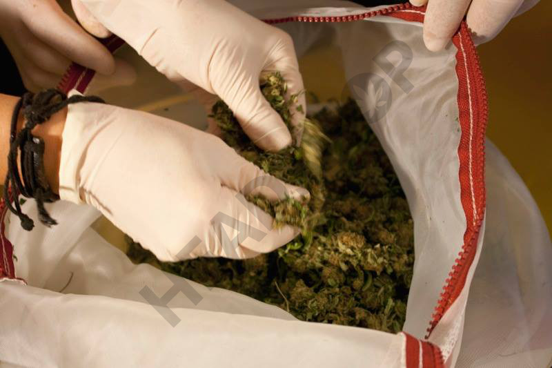Remplir le sac pyramidal avec le cannabis