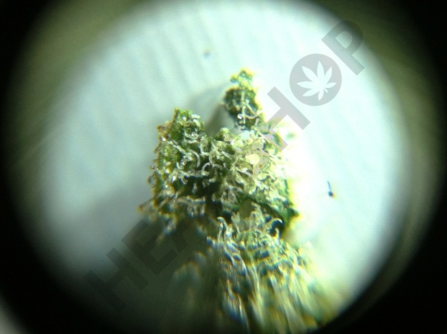 Photo sans élargissement avec une loupe et un Iphone 4s